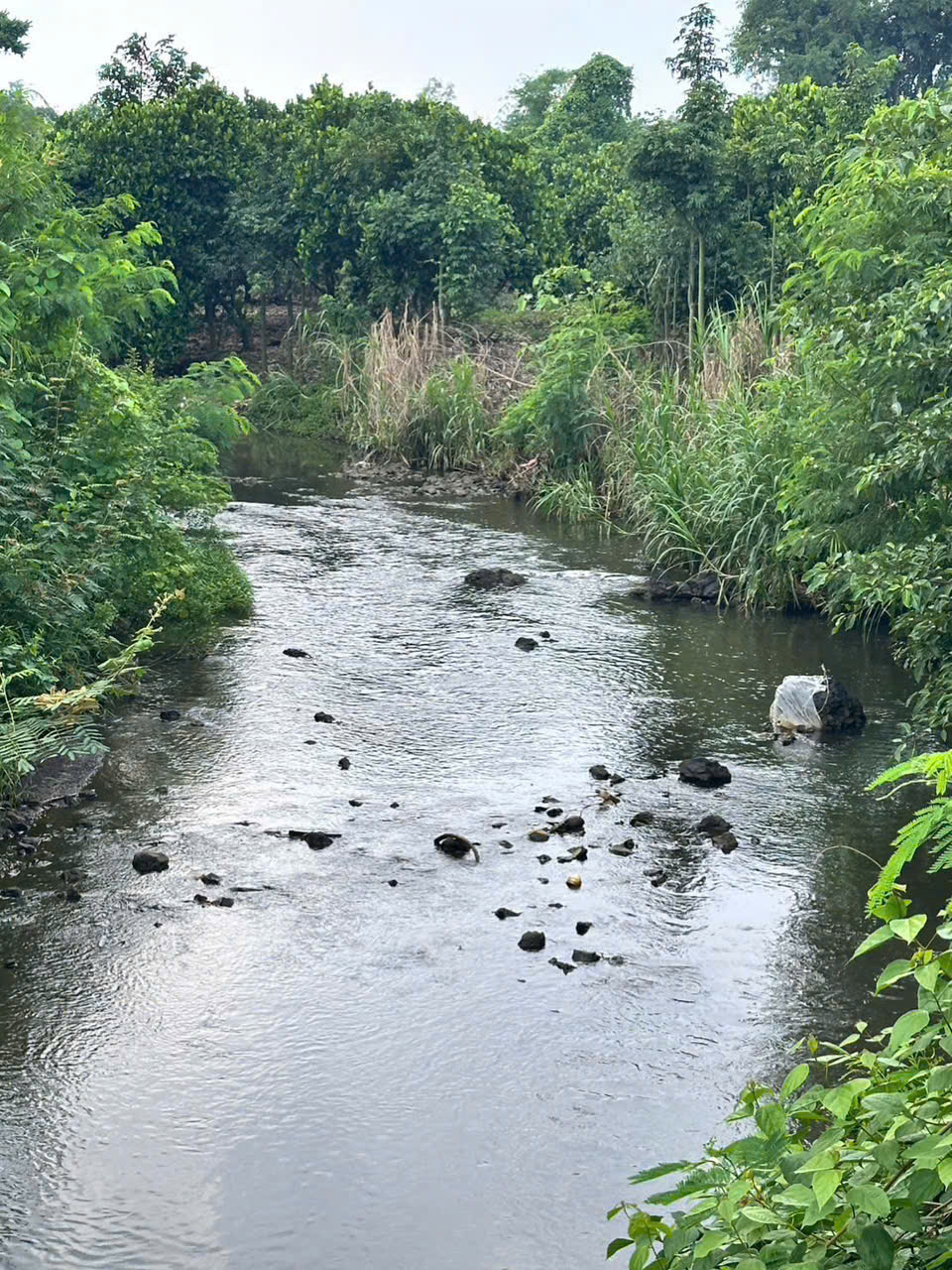 ban dat vuon mat tien nhua – om suoi – binh loc, tp. long khanh, dong nai